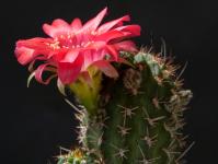 Thumbnail of 0073_Lobivia backebergii_20150512_02(1).JPG